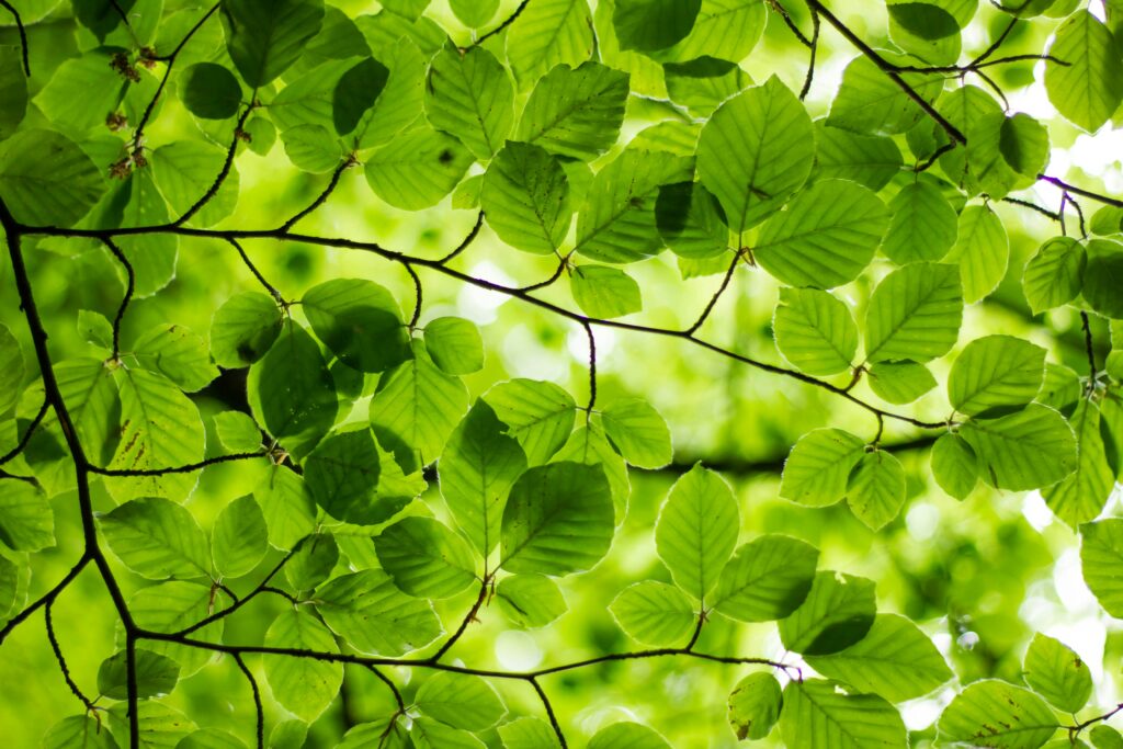 light shines through bright green leaves
