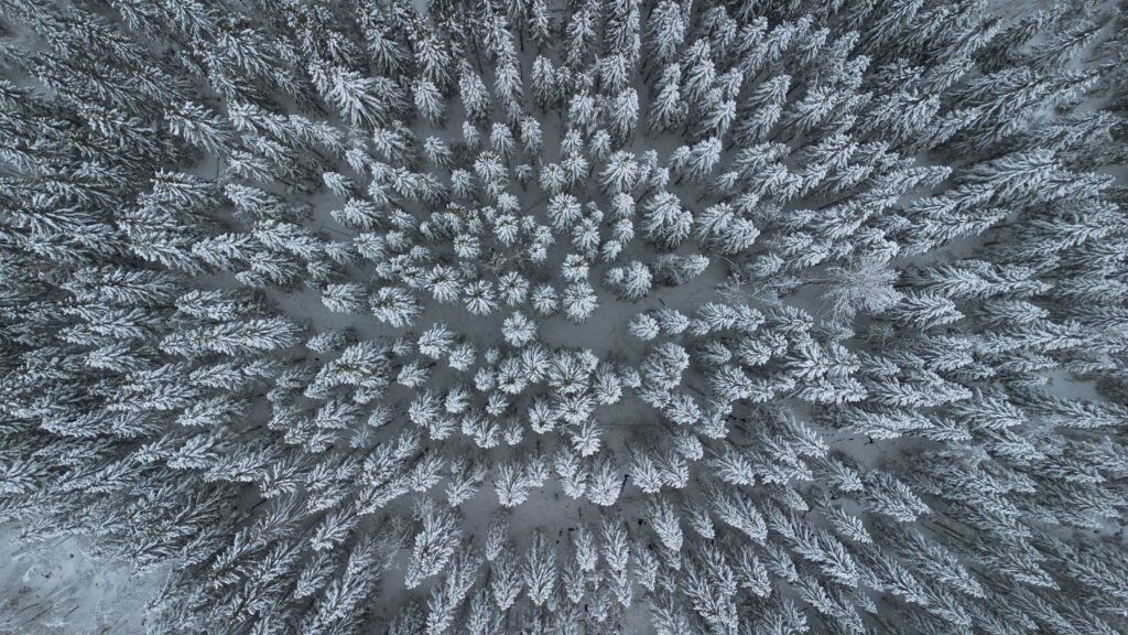 overhead view of snowy forest in winter